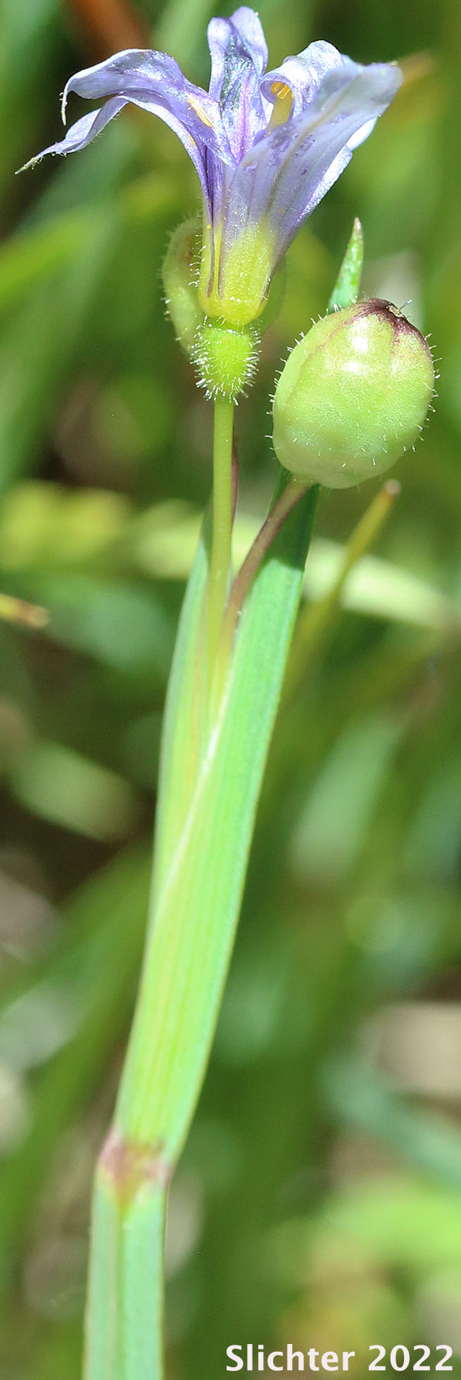 Western Blue-eyed Grass: Sisyrinchium idahoense var. occidentale (Synonyms: Sisyrinchium angustifolium, Sisyrinchium occidentale)