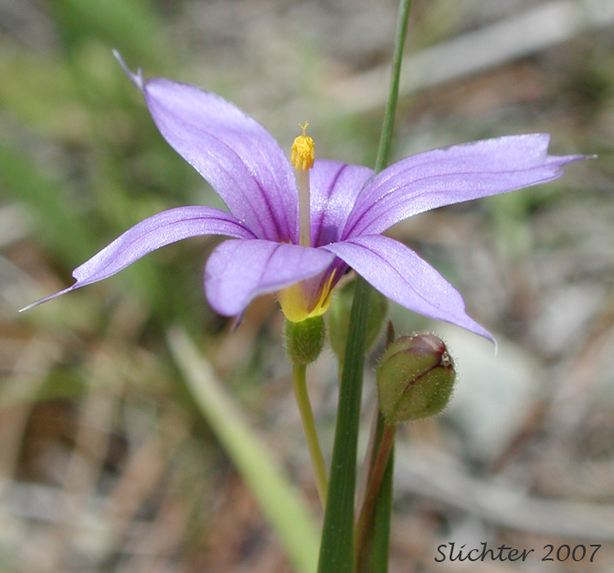 Flower of Idaho Blue-eyed Grass: Sisyrinchium idahoense