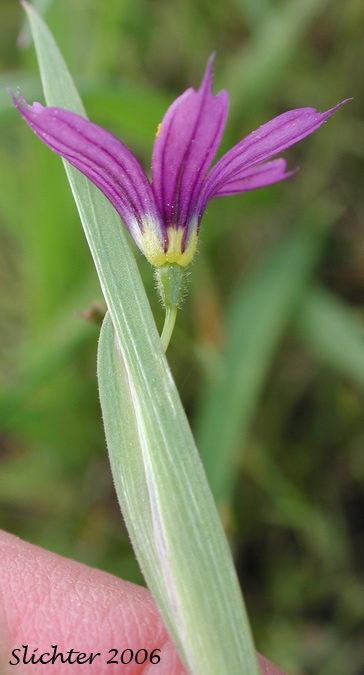 Flower of Idaho Blue-eyed Grass: Sisyrinchium idahoense