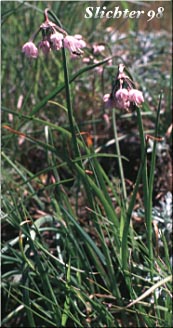 Nodding Onion: Allium cernuum (Synonyms: Allium allegheniense, Allium cernuum var. cernuum, Allium oxyphilum, Allium recurvatum)