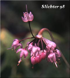 Nodding Onion: Allium cernuum (Synonyms: Allium allegheniense, Allium cernuum var. cernuum, Allium oxyphilum, Allium recurvatum)