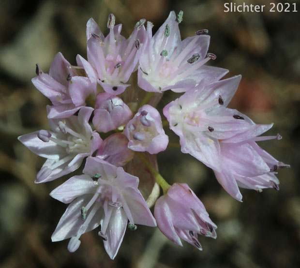 Inflorescence of Nevius' Garlic, Nevius' Onion: Allium nevii (Synonym: Allium douglasii var. nevii)