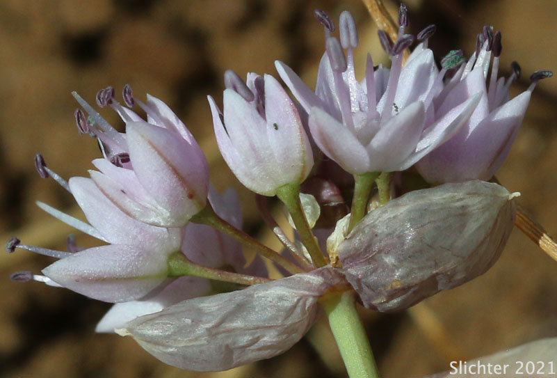 Nevius' Garlic, Nevius' Onion: Allium nevii (Synonym: Allium douglasii var. nevii)