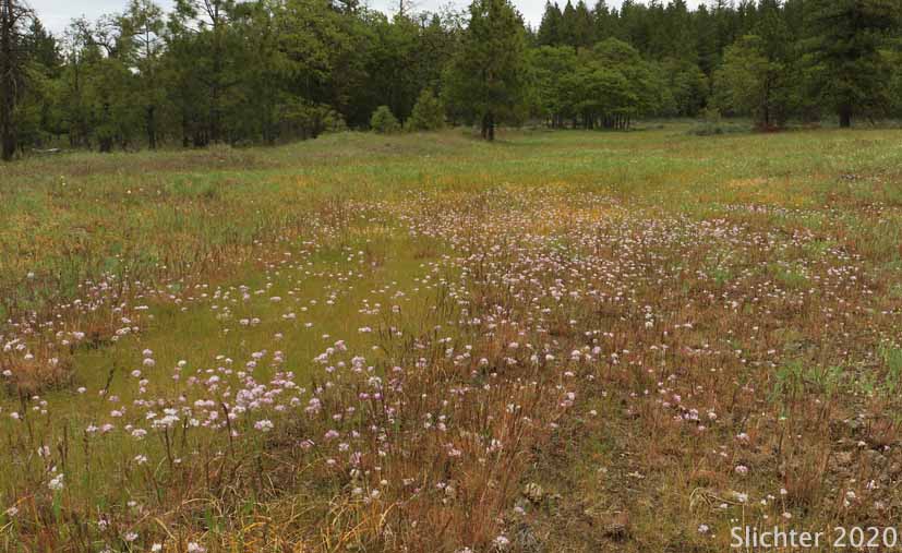 Habitat of Nevius' Garlic, Nevius' Onion: Allium nevii (Synonym: Allium douglasii var. nevii)