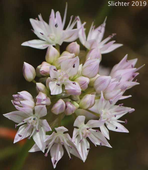 Inflorescence of Nevius' Garlic, Nevius' Onion: Allium nevii (Synonym: Allium douglasii var. nevii)