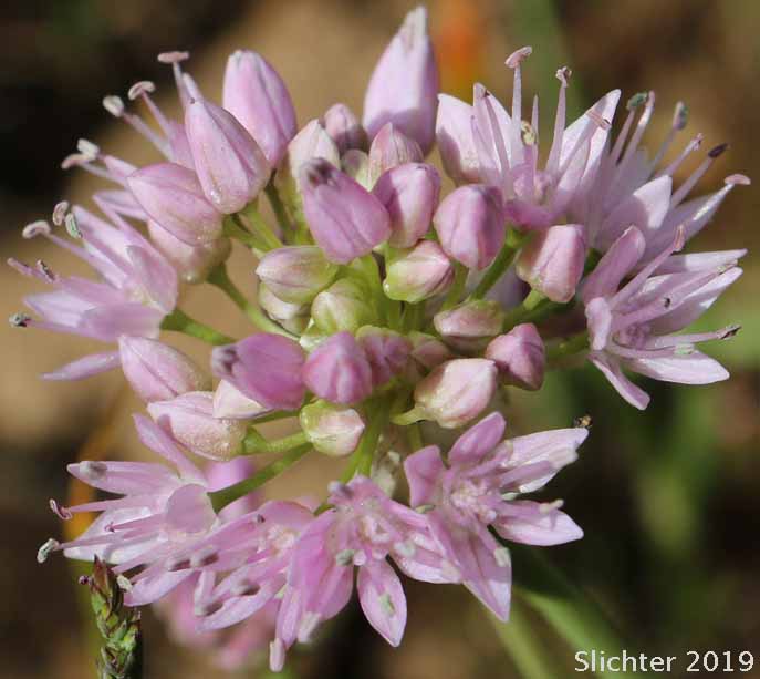 Nevius' Garlic, Nevius' Onion: Allium nevii (Synonym: Allium douglasii var. nevii)