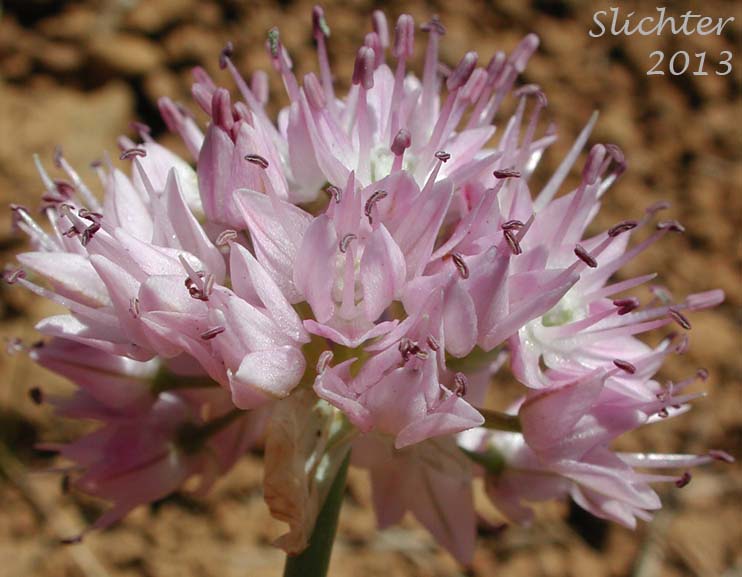 Inflorescence of Nevius' Garlic, Nevius' Onion: Allium nevii (Synonym: Allium douglasii var. nevii)