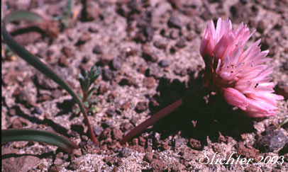 Robinson's Onion: Allium robinsonii