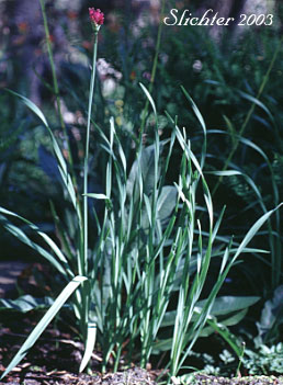 Pacific Onion, Pacific Swamp Onion, Tall Swamp Onion: Allium validum