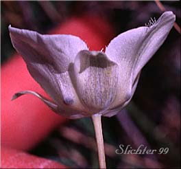 Profile view of the flower of Baker's Mariposa, Pointedtip Mariposa Lily, Three-spot Mariposa Lily: Calochortus apiculatus