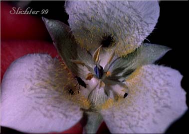 Flower of Baker's Mariposa, Pointedtip Mariposa Lily, Three-spot Mariposa Lily: Calochortus apiculatus