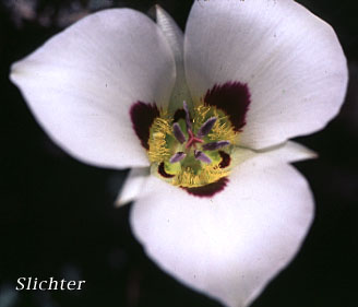 Flower of Bruneau Mariposa Lily: Calochortus bruneaunis (Synonyms: Calochortus nuttallii, Calochortus nuttallii var. bruneaunis)