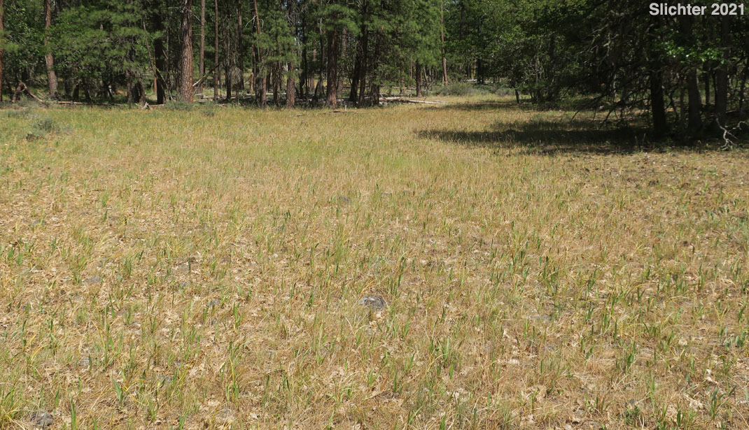 Habitat of Longbeard Mariposa, Long-bearded Mariposa Lily, Long-bearded Sego Lily, Longhair Star Tulip: Calochortus longebarbatus var. longebarbatus