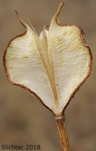 Fruit of Longbeard Mariposa, Long-bearded Mariposa Lily, Long-bearded Sego Lily, Longhair Star Tulip: Calochortus longebarbatus var. longebarbatus