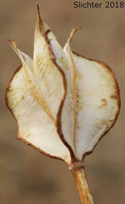 Fruit of Longbeard Mariposa, Long-bearded Mariposa Lily, Long-bearded Sego Lily, Longhair Star Tulip: Calochortus longebarbatus var. longebarbatus