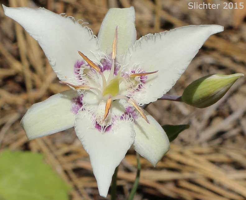 Lyall's Mariposa Lily, Lyall's Mariposa-lily: Calochortus lyallii (Synonym: Calochortus ciliatus)