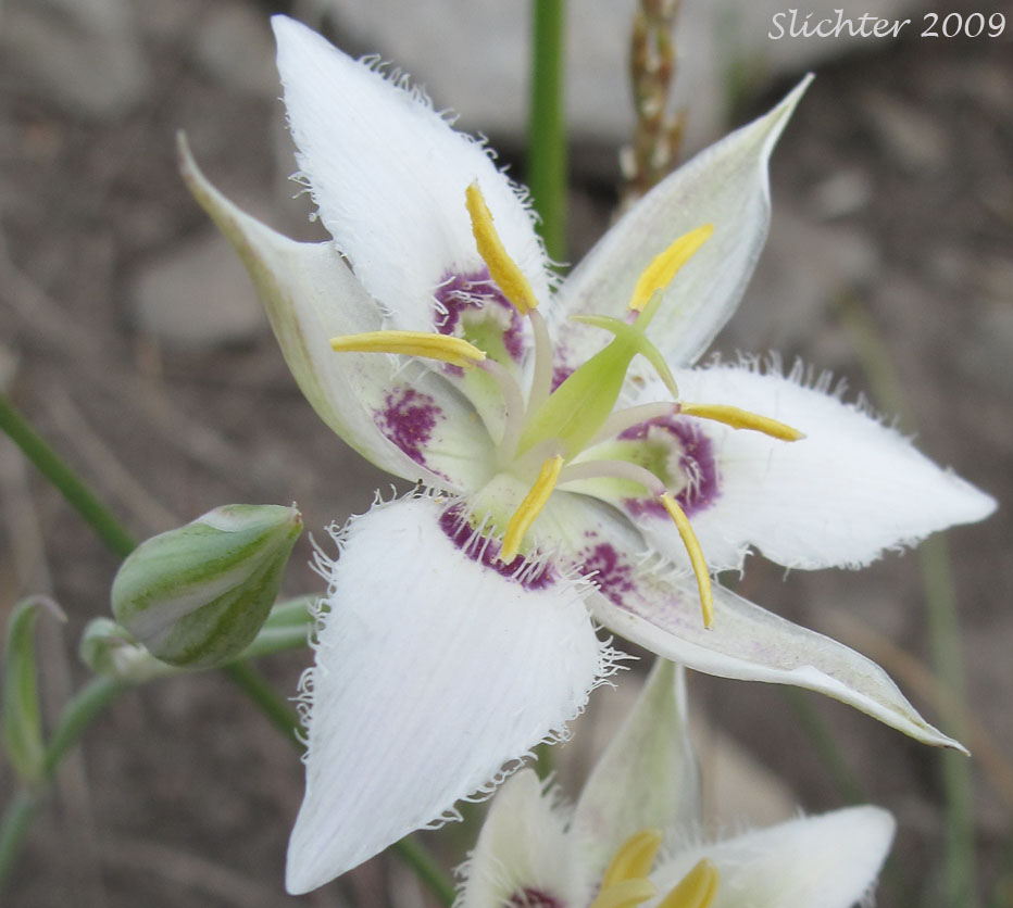 Flower of Lyall's Mariposa Lily, Lyall's Mariposa-lily: Calochortus lyallii (Synonym: Calochortus ciliatus)