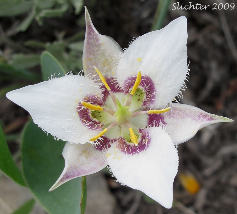 Flower of Lyall's Mariposa Lily, Lyall's Mariposa-lily: Calochortus lyallii (Synonym: Calochortus ciliatus)