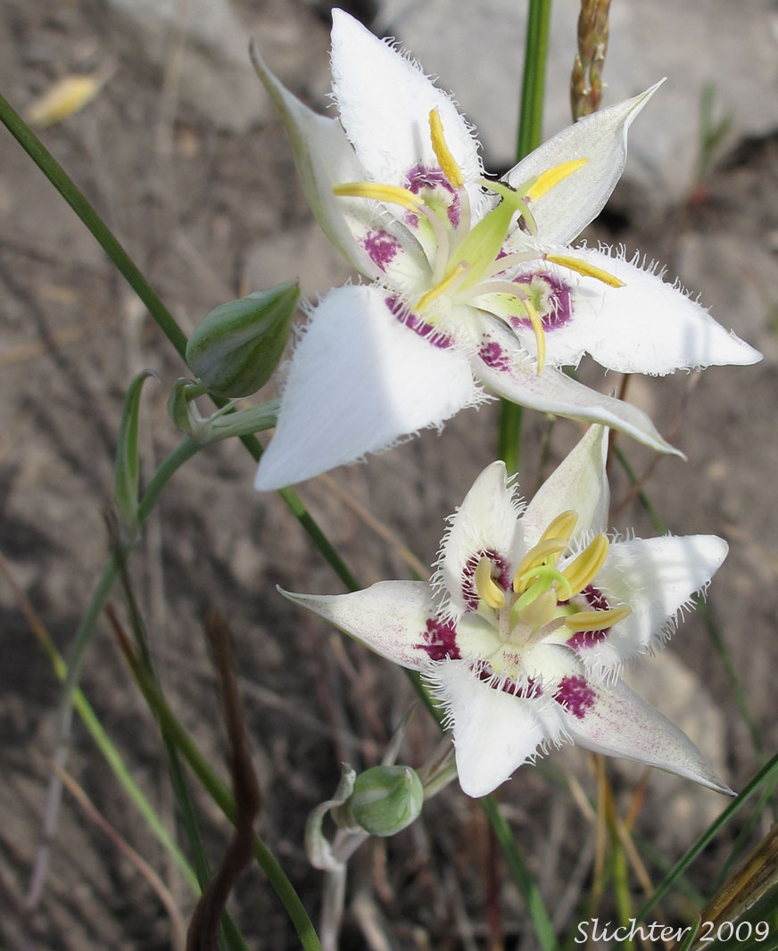 Lyall's Mariposa Lily, Lyall's Mariposa-lily: Calochortus lyallii (Synonym: Calochortus ciliatus)