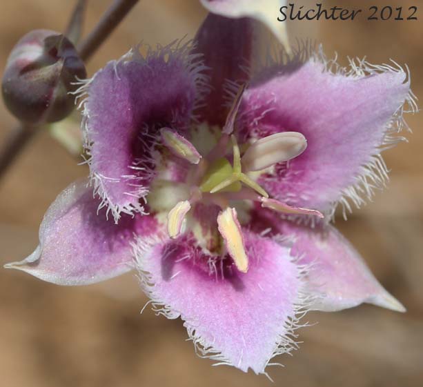 Flower of Lyall's Mariposa Lily, Lyall's Mariposa-lily: Calochortus lyallii (Synonym: Calochortus ciliatus)