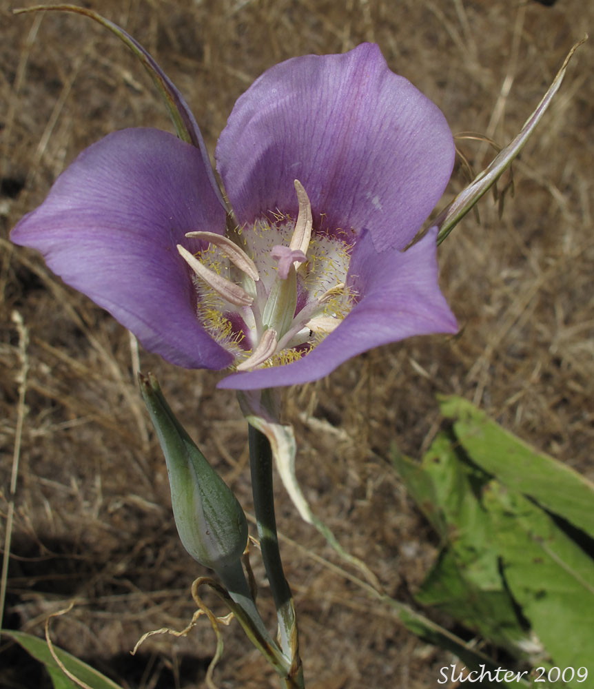 Green-banded Mariposa Lily, Greenband Star Tulip, Sagebrush Mariposa: Calochortus macrocarpus var. macrocarpus (Synonyms: Calochortus douglasianus, Mariposa macrocarpa)