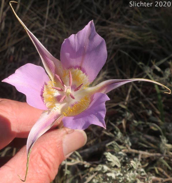 Green-banded Mariposa Lily, Greenband Star Tulip, Sagebrush Mariposa: Calochortus macrocarpus var. macrocarpus (Synonyms: Calochortus douglasianus, Mariposa macrocarpa)