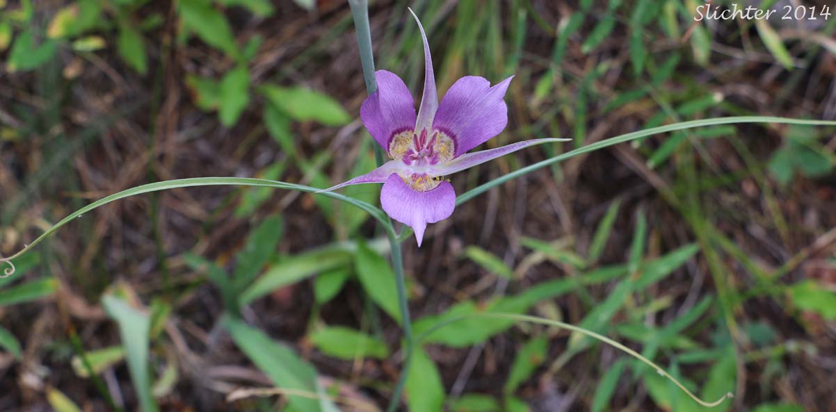 Green-banded Mariposa Lily, Greenband Star Tulip, Sagebrush Mariposa: Calochortus macrocarpus var. macrocarpus (Synonyms: Calochortus douglasianus, Mariposa macrocarpa)