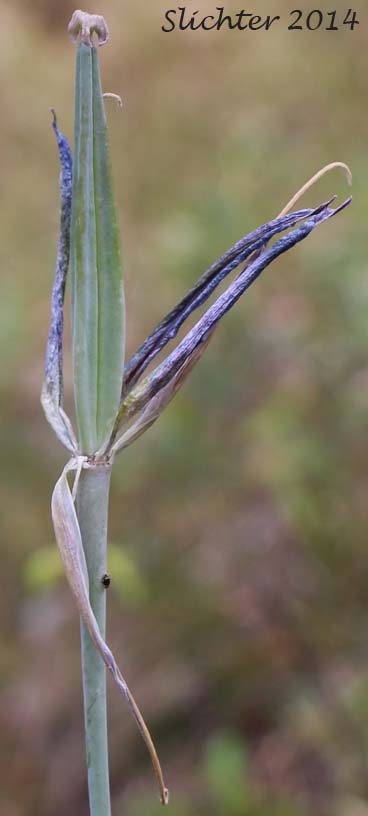 Maturing fruit of Green-banded Mariposa Lily, Greenband Star Tulip, Sagebrush Mariposa: Calochortus macrocarpus var. macrocarpus (Synonyms: Calochortus douglasianus, Mariposa macrocarpa)