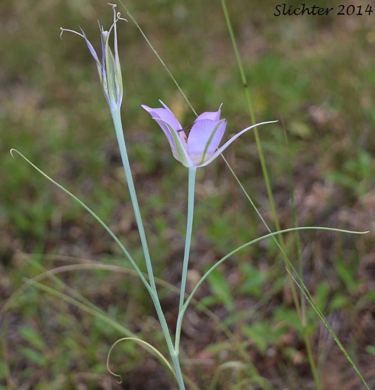 Green-banded Mariposa Lily, Greenband Star Tulip, Sagebrush Mariposa: Calochortus macrocarpus var. macrocarpus (Synonyms: Calochortus douglasianus, Mariposa macrocarpa)