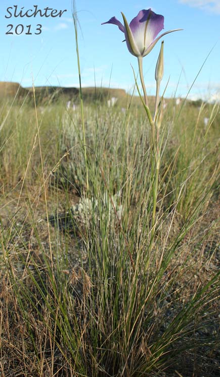 Green-banded Mariposa Lily, Greenband Star Tulip, Sagebrush Mariposa: Calochortus macrocarpus var. macrocarpus (Synonyms: Calochortus douglasianus, Mariposa macrocarpa)