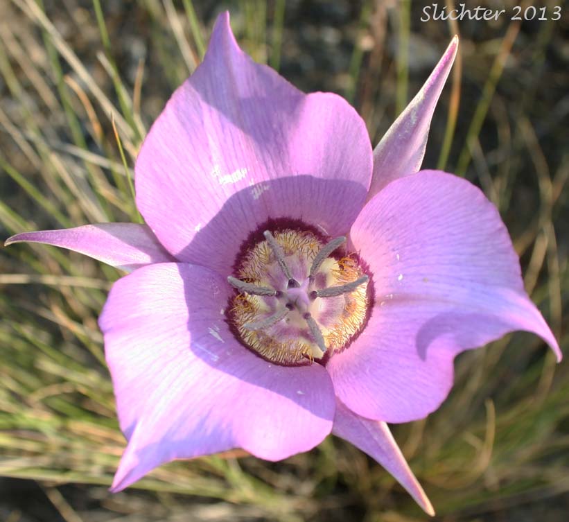 Green-banded Mariposa Lily, Greenband Star Tulip, Sagebrush Mariposa: Calochortus macrocarpus var. macrocarpus (Synonyms: Calochortus douglasianus, Mariposa macrocarpa)