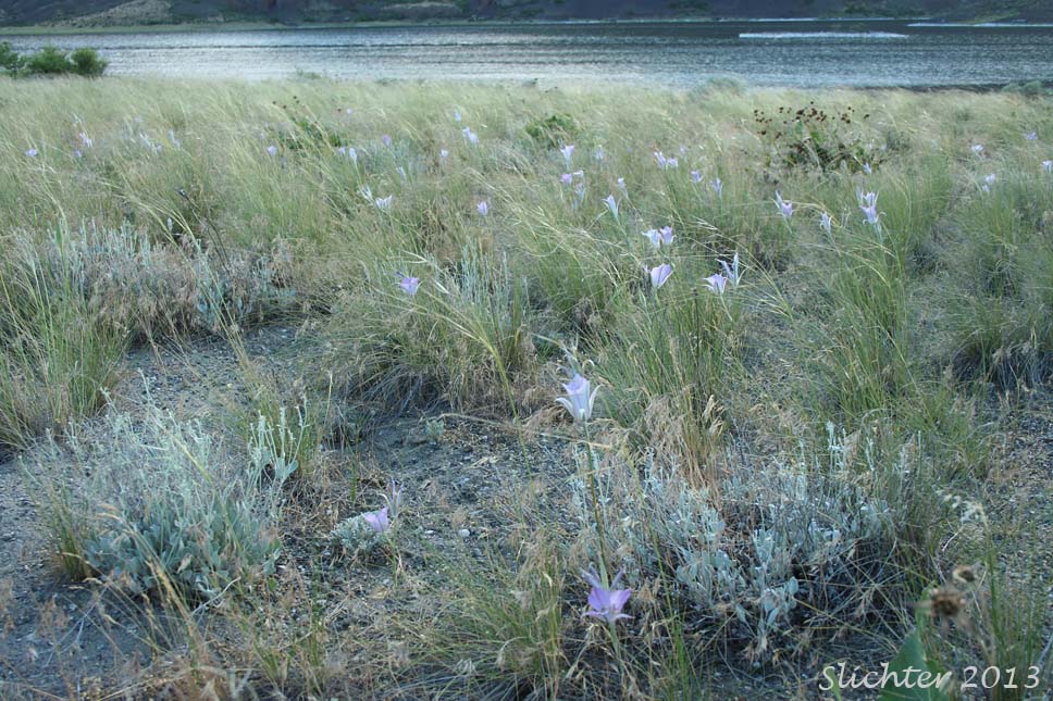 Green-banded Mariposa Lily, Greenband Star Tulip, Sagebrush Mariposa: Calochortus macrocarpus var. macrocarpus (Synonyms: Calochortus douglasianus, Mariposa macrocarpa)