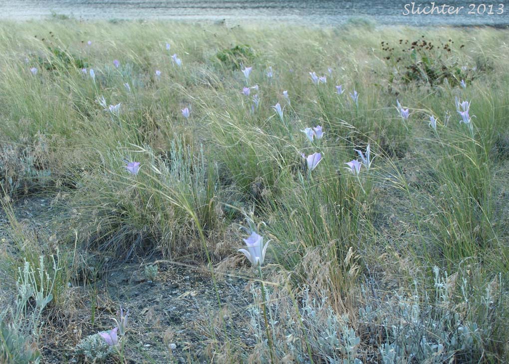 Green-banded Mariposa Lily, Greenband Star Tulip, Sagebrush Mariposa: Calochortus macrocarpus var. macrocarpus (Synonyms: Calochortus douglasianus, Mariposa macrocarpa)