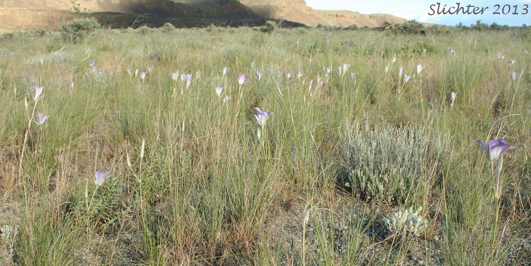 Green-banded Mariposa Lily, Greenband Star Tulip, Sagebrush Mariposa: Calochortus macrocarpus var. macrocarpus (Synonyms: Calochortus douglasianus, Mariposa macrocarpa)