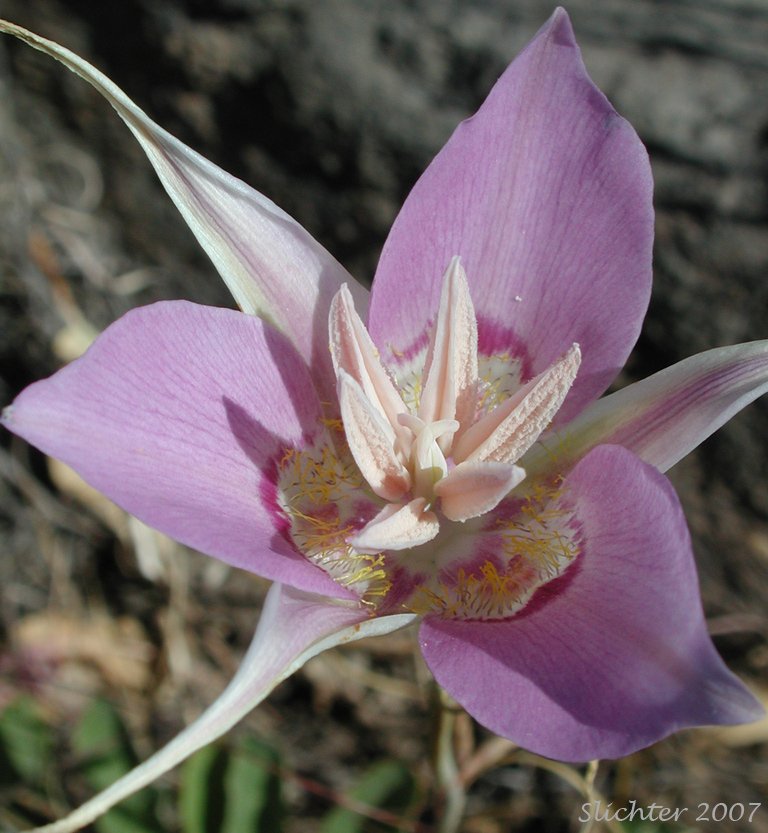 Sagebrush Mariposa Lily: Calochorus macrocarpus var. macrocarpus 