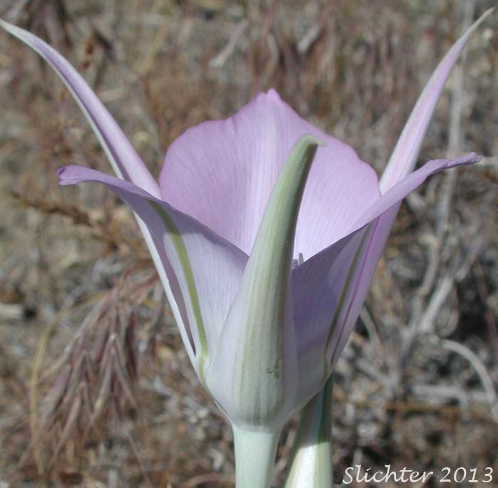 Green-banded Mariposa Lily, Greenband Star Tulip, Sagebrush Mariposa: Calochortus macrocarpus var. macrocarpus (Synonyms: Calochortus douglasianus, Mariposa macrocarpa)