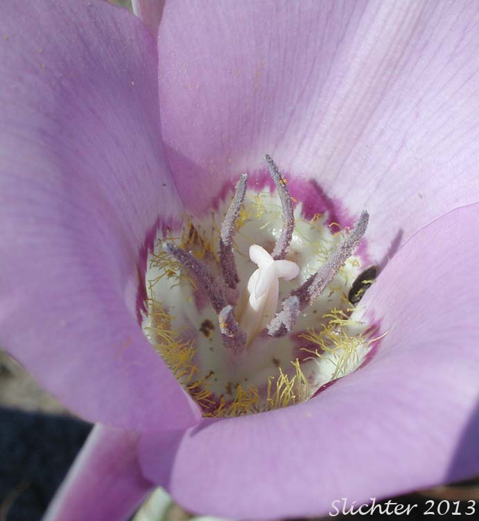 Green-banded Mariposa Lily, Greenband Star Tulip, Sagebrush Mariposa: Calochortus macrocarpus var. macrocarpus (Synonyms: Calochortus douglasianus, Mariposa macrocarpa)