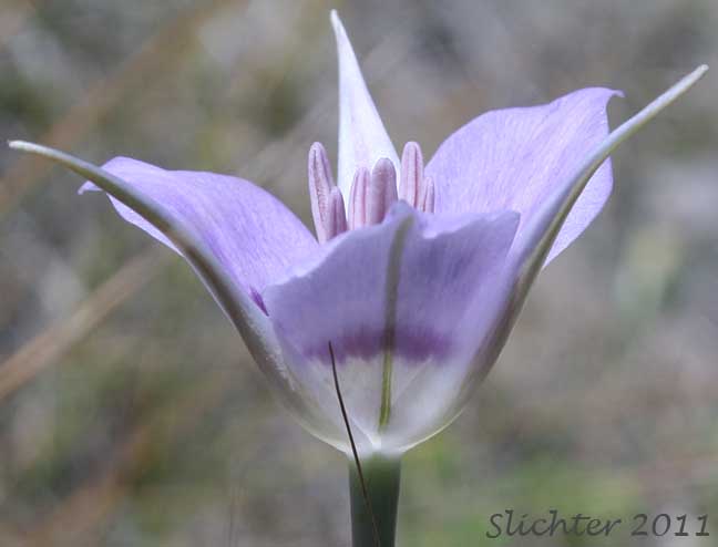 Close-up sideview of a flower of Green-banded Mariposa Lily, Greenband Star Tulip, Sagebrush Mariposa: Calochortus macrocarpus var. macrocarpus (Synonyms: Calochortus douglasianus, Mariposa macrocarpa)
