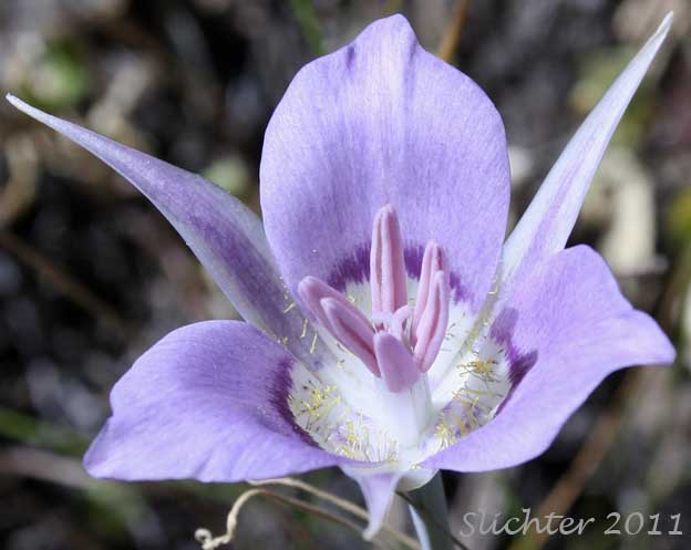 Close-up of a flower of Green-banded Mariposa Lily, Greenband Star Tulip, Sagebrush Mariposa: Calochortus macrocarpus var. macrocarpus (Synonyms: Calochortus douglasianus, Mariposa macrocarpa)