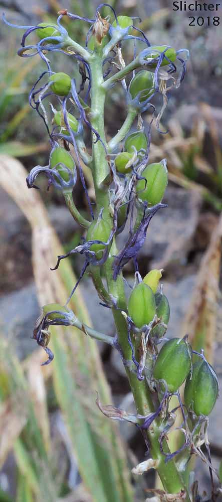 Cusick's Camas: Camassia cusickii