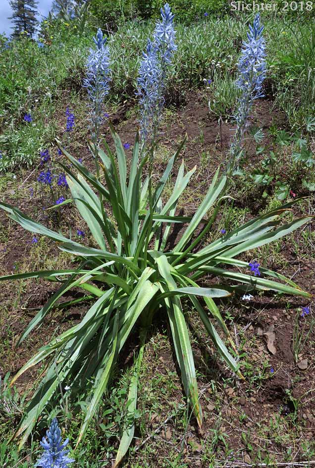 Cusick's Camas: Camassia cusickii