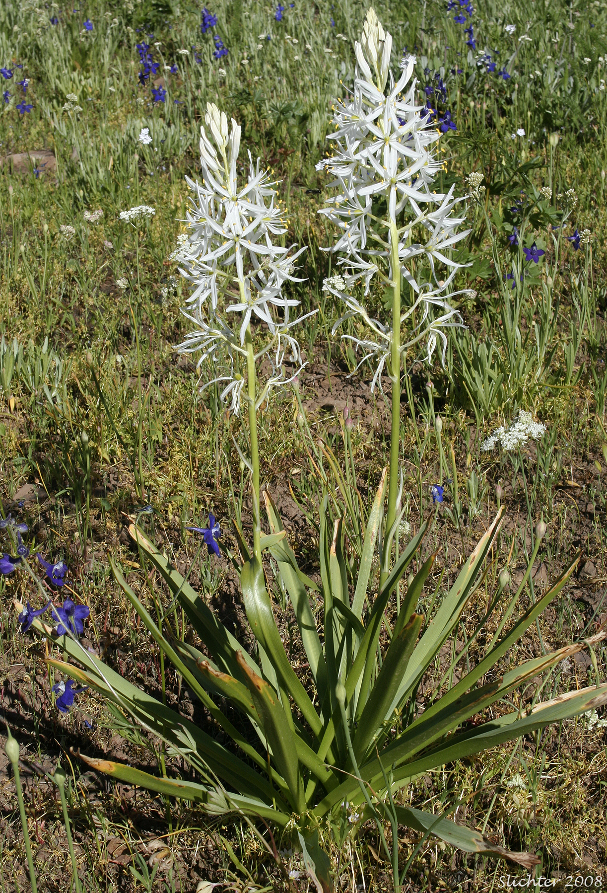 Cusick's Camas: Camassia cusickii
