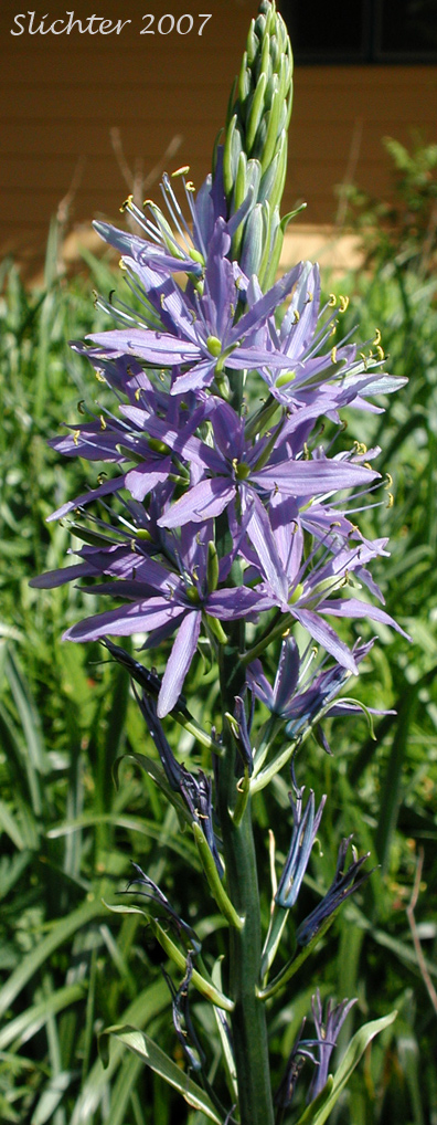 Cusick's Camas: Camassia cusickii