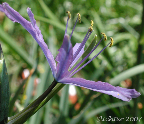 Cusick's Camas: Camassia cusickii