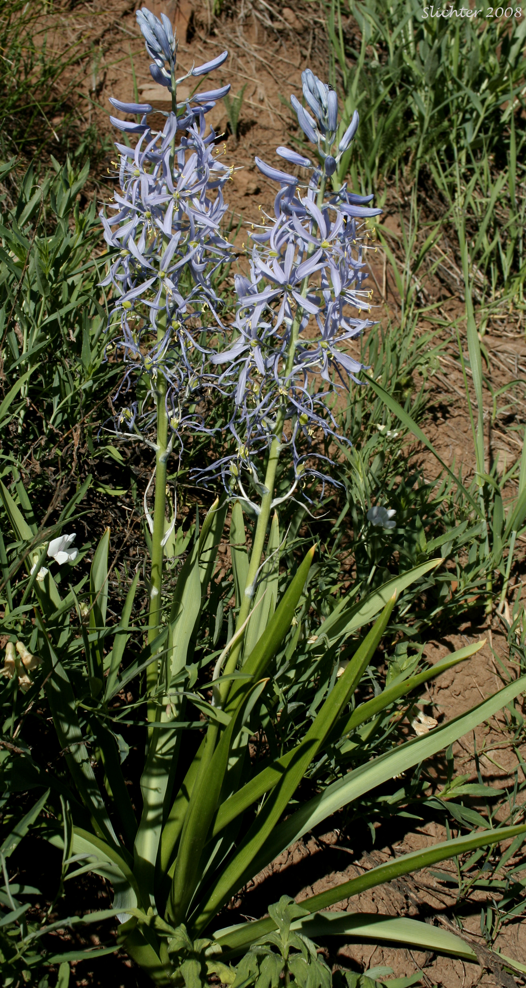 Cusick's Camas: Camassia cusickii