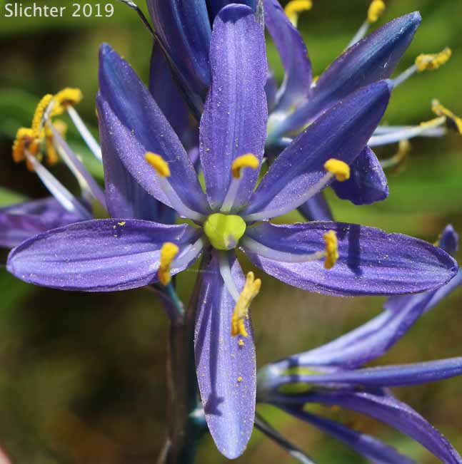 Flower of Common Camas, Small Camas: Camassia quamash ssp. quamash (Synoyms: Camassia quamash ssp. teapeae, Camassia quamash var. quamash, Phalangium quamash)