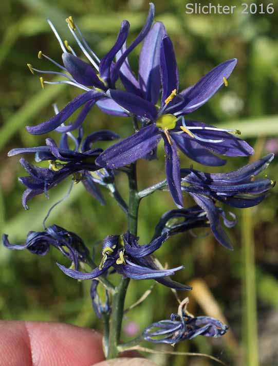 Common Camas, Small Camas: Camassia quamash ssp. quamash (Synoyms: Camassia quamash ssp. teapeae, Camassia quamash var. quamash, Phalangium quamash)