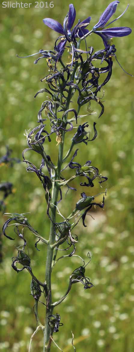 Fruits of Common Camas, Small Camas: Camassia quamash ssp. quamash (Synoyms: Camassia quamash ssp. teapeae, Camassia quamash var. quamash, Phalangium quamash)
