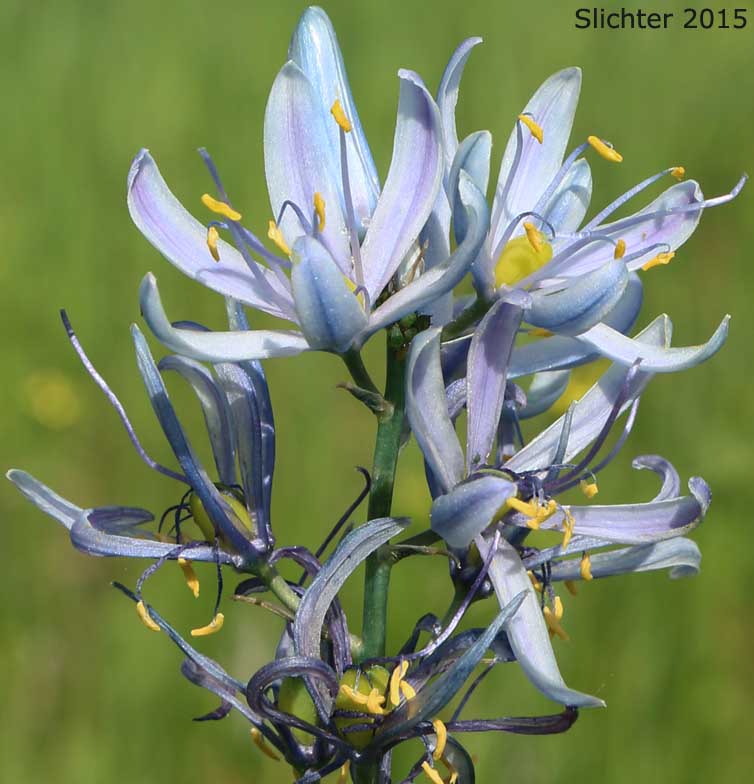 Common Camas, Small Camas: Camassia quamash ssp. quamash (Synoyms: Camassia quamash ssp. teapeae, Camassia quamash var. quamash, Phalangium quamash)
