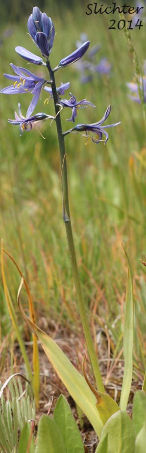 Common Camas, Small Camas: Camassia quamash ssp. quamash (Synoyms: Camassia quamash ssp. teapeae, Camassia quamash var. quamash, Phalangium quamash)